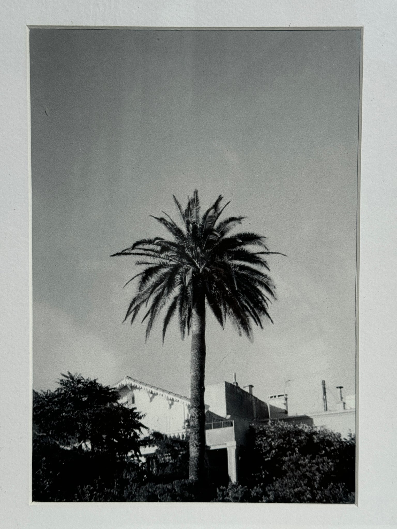 Sama Beydoun - PALM