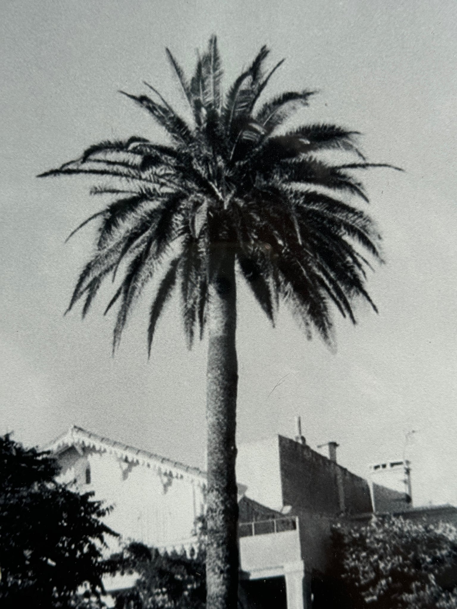 Sama Beydoun - PALM