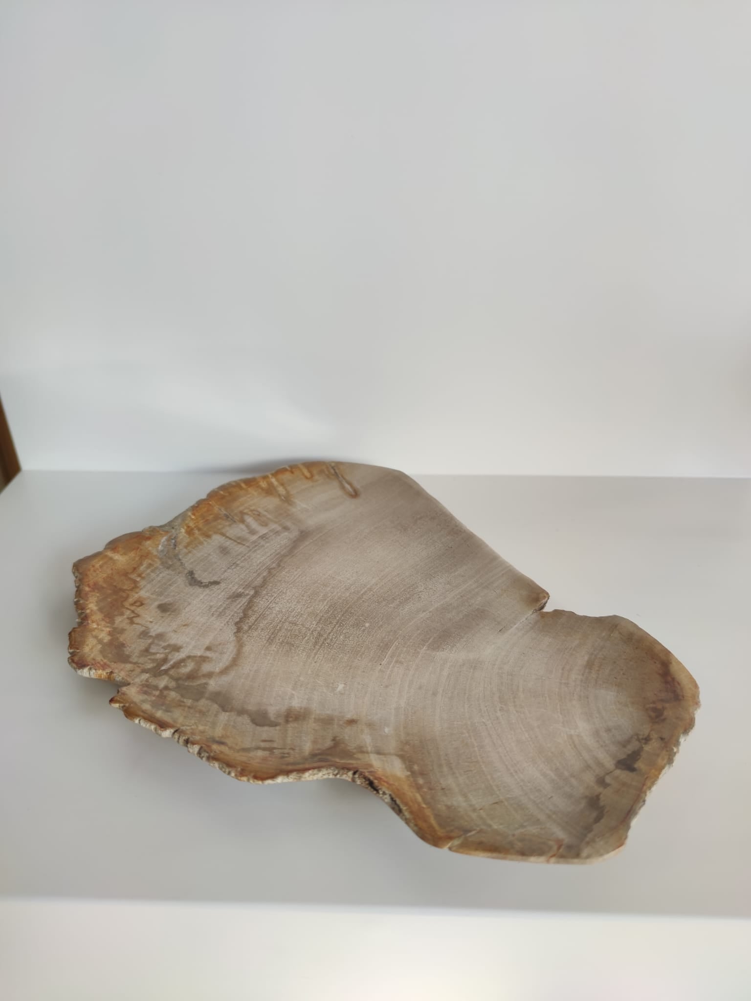 Grand vide poche ou plat en bois pétrifié - 30cm