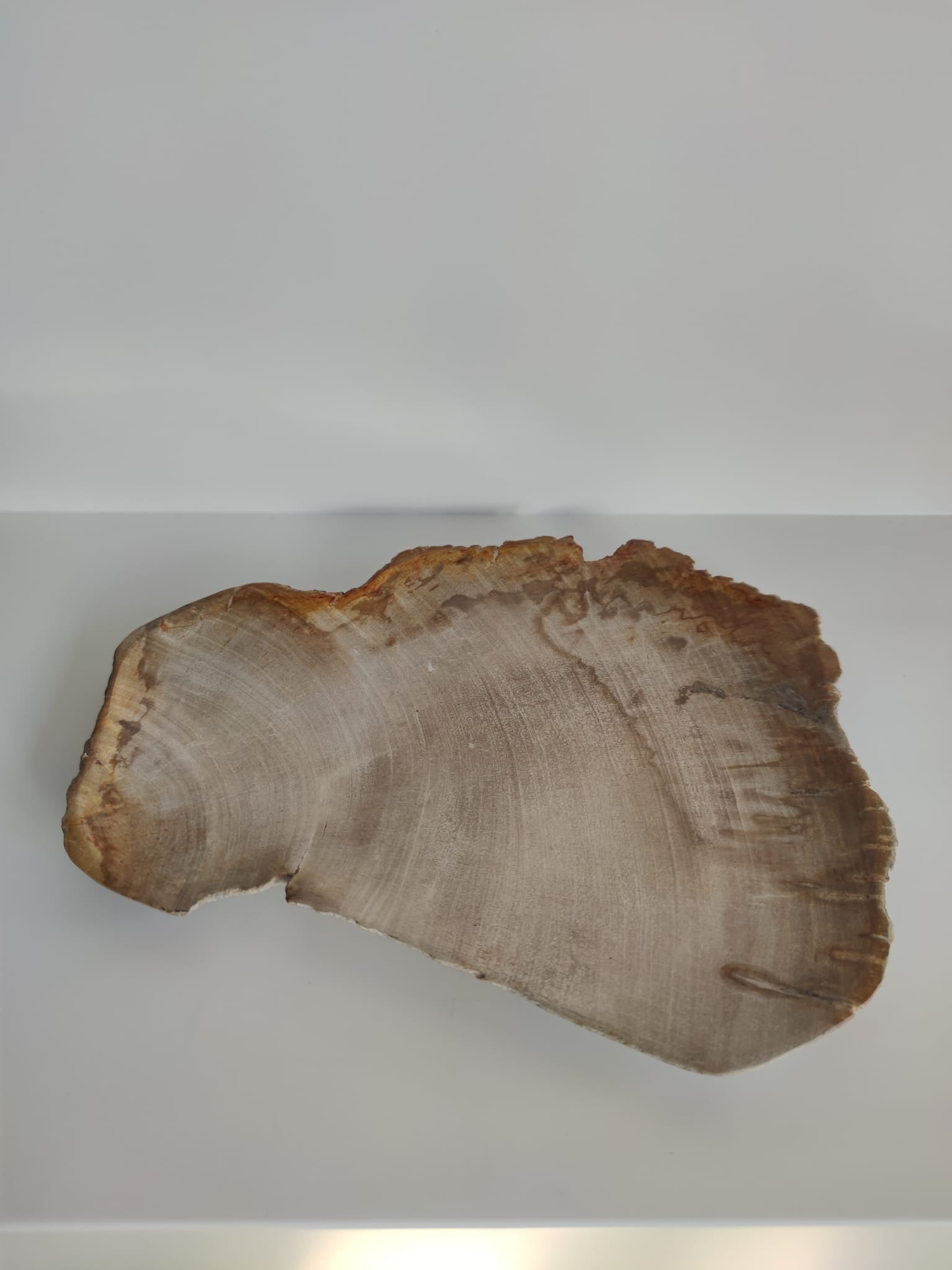 Grand vide poche ou plat en bois pétrifié - 30cm
